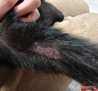 猫咪毛囊炎会传染吗，猫咪毛囊炎传染猫吗?？