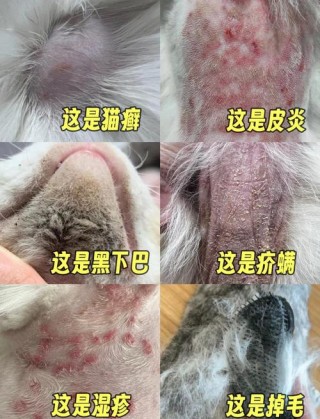 猫咪常见皮肤病？猫咪常见皮肤病有哪些（最新）