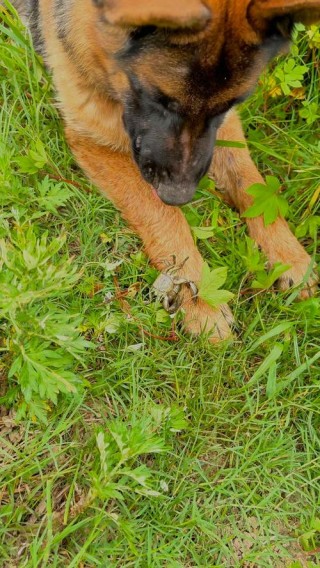 狗狗能吃螃蟹么，狗可不可以吃螃蟹？