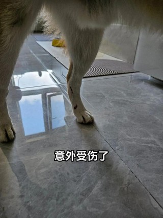 狗狗韧带拉伤的症状？狗韧带拉伤用什么药好（最新）