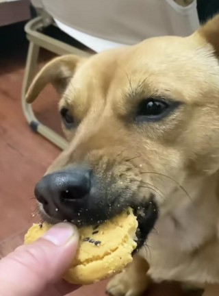 狗狗可以吃饼干吗，（狗狗可不可以吃饼干）