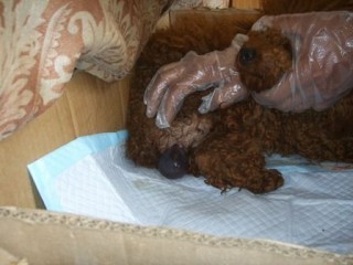 狗狗开始刨窝多久会生，（狗狗开始刨窝多久会生小狗）