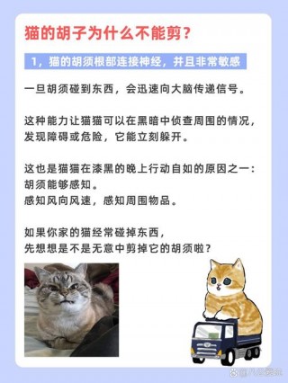猫咪的胡须可以剪吗？猫咪的胡须可以剪短吗（最新）