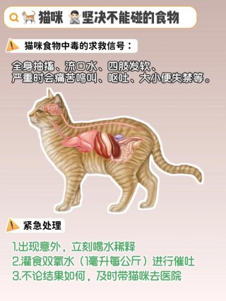 猫咪能吃豆腐吗？猫能吃豆腐吗为什么（最新）