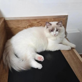 猫咪一天要睡多久，猫咪一天要睡多长时间？