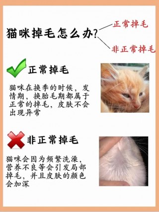 猫咪什么时候掉毛，猫咪什么时候掉毛比较多？