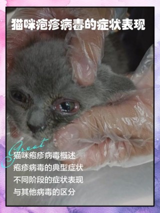 猫咪疱疹病毒症状，（猫咪疱疹病毒症状有哪些表现）