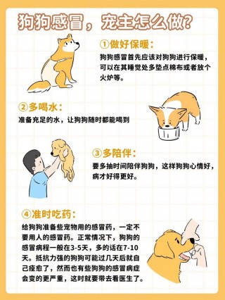 泰迪狗狗打喷嚏怎么办？泰迪狗狗打喷嚏怎么办吃什么药（最新）