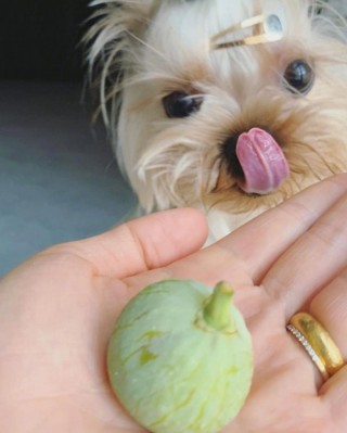 狗狗可以吃无花果吗？狗狗能吃无花果不（最新）