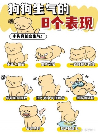 怎么哄狗狗开心，（我该怎么哄狗狗）