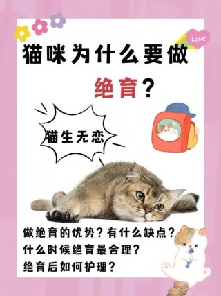 猫咪绝育的好处？如何给猫绝育（最新）