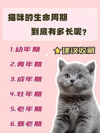 猫咪几个月就不长了，猫咪几个月就不会长了？
