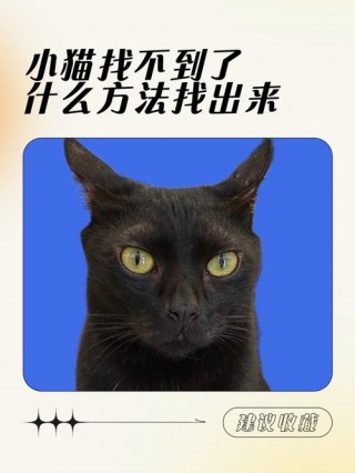 猫咪找不到了怎么办？猫咪找不到了怎么办?打开这三种声音,召唤它出来（最新）