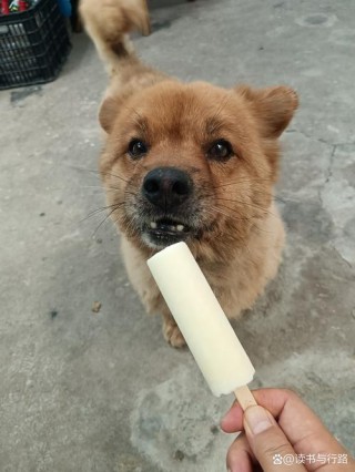 狗狗可以吃冰棍吗，狗狗可不可以吃冰棍？