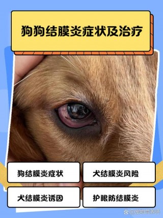 狗狗结膜炎怎么治疗？狗狗结膜炎怎么能好得快（最新）