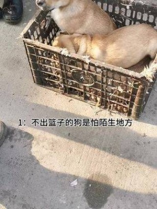 狗狗胆小怎么训练，（狗狗胆小怎么训练最快最简单）