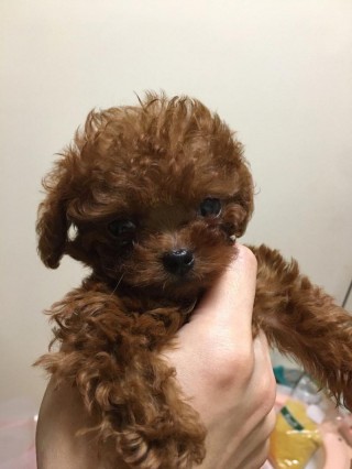 泰迪狗狗很瘦怎么养胖？泰迪狗太瘦了怎么喂肥一点（最新）