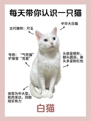 猫咪可以吃豆腐吗，猫咪可以吃豆腐吗熟的？