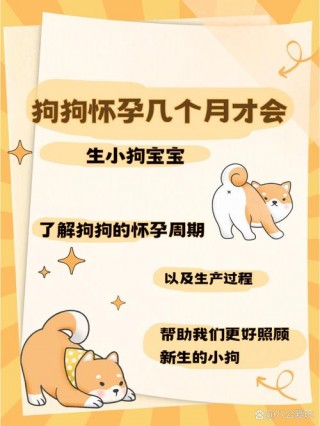 狗狗怀孕多久生宝宝，（狗狗怀孕多久生下小狗）