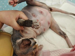 猫咪几岁生宝宝？猫几岁生产（最新）