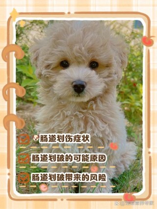狗狗肠道划伤的症状，（狗狗肠道被划出血了怎么办）
