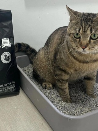 猫咪天生会用猫砂吗？猫天生就会在猫砂里拉屎吗（最新）