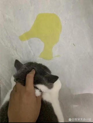 猫咪到处尿什么原因？公猫突然乱尿要警惕（最新）