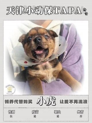 如何免费领养狗狗，（免费领养狗狗是什么套路）