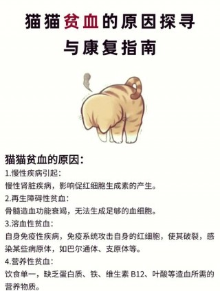 猫咪贫血怎么办，（猫咪贫血怎么办吃什么药）