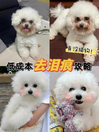 怎么去狗狗泪痕？怎么去狗狗泪痕最有效（最新）