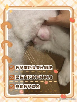 怎么判断猫咪是否怀孕，怎么样判断猫咪是否怀孕？