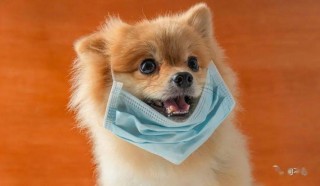 狗狗喉咙有痰怎么办，狗狗排痰比较好最快方法？