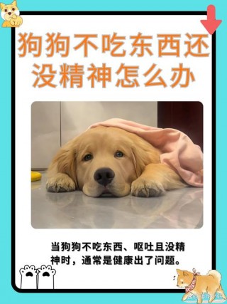 狗狗不吃东西是什么原因，狗狗不吃东西是什么原因?？