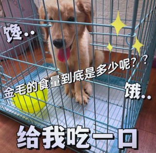 狗狗能吃鸡肉肠吗？狗狗可不可以吃鸡肉肠（最新）