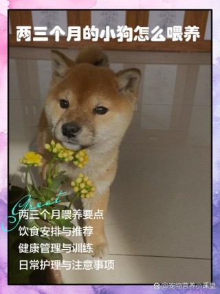 2个月的狗狗怎么喂养，2个月小狗最忌三个东西？