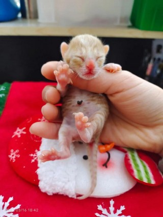 猫咪出生多久睁开眼睛，猫咪出生多久睁眼睛?？