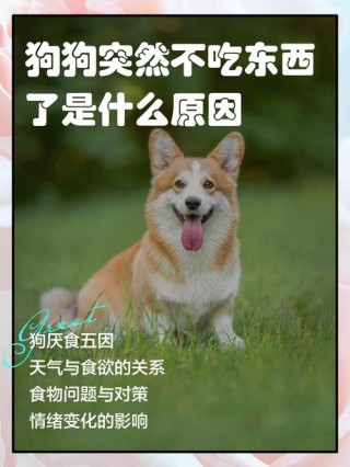 狗狗不怎么吃东西，狗狗不怎么吃东西但精神很好的？