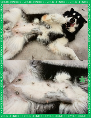 狗狗怀孕什么症状？怎么确定狗狗怀孕了（最新）