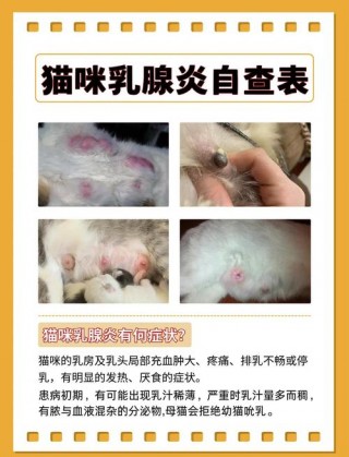 猫咪乳腺炎能自愈吗，（猫咪乳腺炎严重吗）