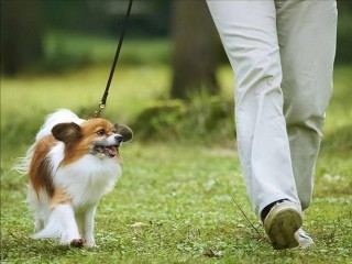 狗狗绝育后还会发情吗，（狗狗绝育了就不会发情了么）