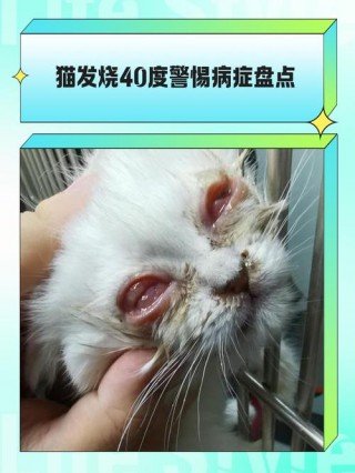 猫咪发烧怎么退烧，（猫咪发烧如何退烧）