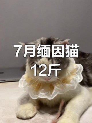 猫咪七个月成年了吗？猫咪七个月多少岁（最新）
