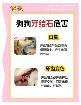 简单方法去狗狗牙结石，简单方法去狗狗牙结石视频？