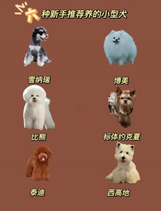 小狗狗有哪些品种，（小狗狗都有哪些）