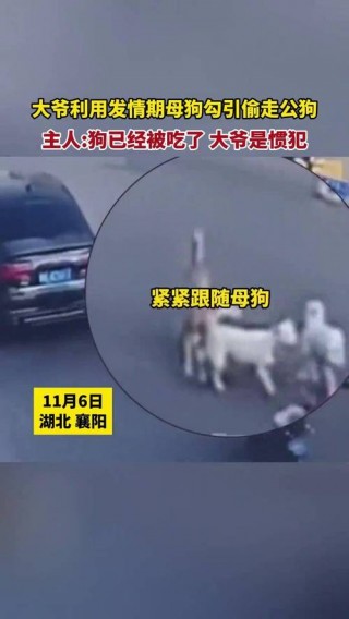 狗狗发情多少天，狗狗发情多少天后可以洗澡？