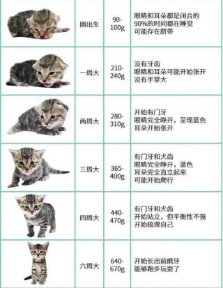 猫猫能活多久？猫活几年（最新）