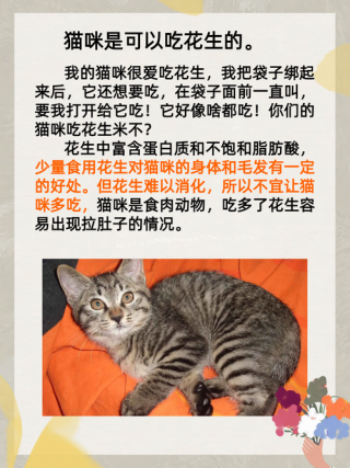 猫咪能吃花生米吗，猫能吃花生呢？