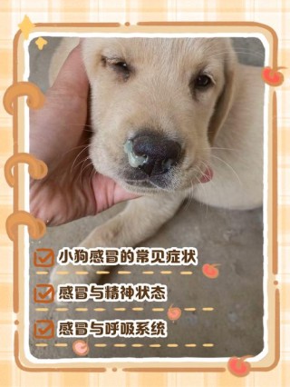 狗狗发烧40度怎么退烧，（狗发烧405度）