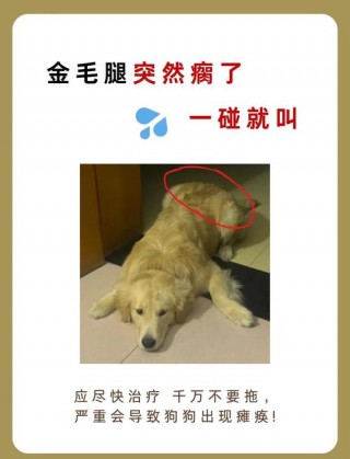 狗狗脚瘸了怎么办？狗狗脚瘸了怎么治疗（最新）