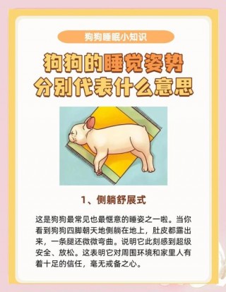 狗狗每天要睡多久？狗每天睡多长时间觉（最新）